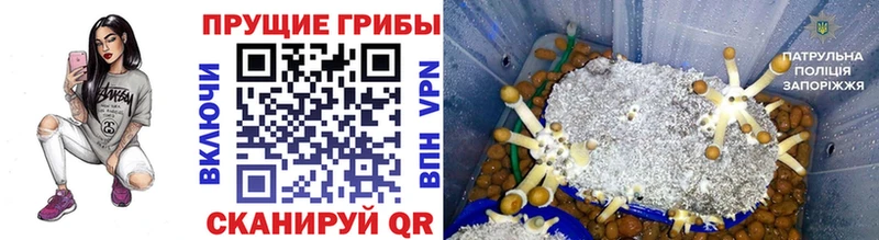 Галлюциногенные грибы Psilocybine cubensis  Волгодонск 